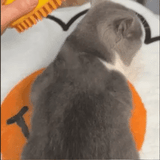 3 In 1 Cat & Dog Steam Brush, Cat Hair Brush, Rechargeable